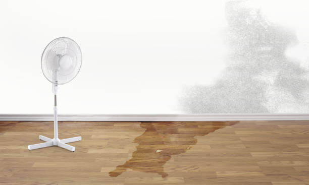 Best Water damage contractors near me  in Alto, GA