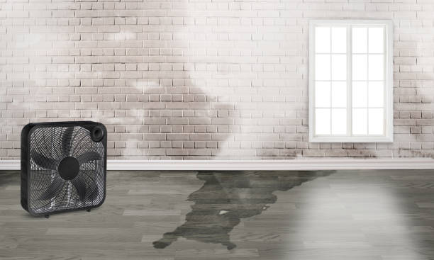 Best Water damage cleanup near me  in Alto, GA