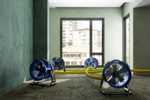 Best Basement water damage restoration  in Alto, GA